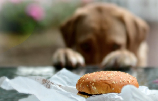 Пес хочет полакомиться булочкой