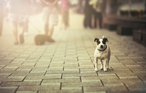 Собака с черными ушами на уличной брусчатке