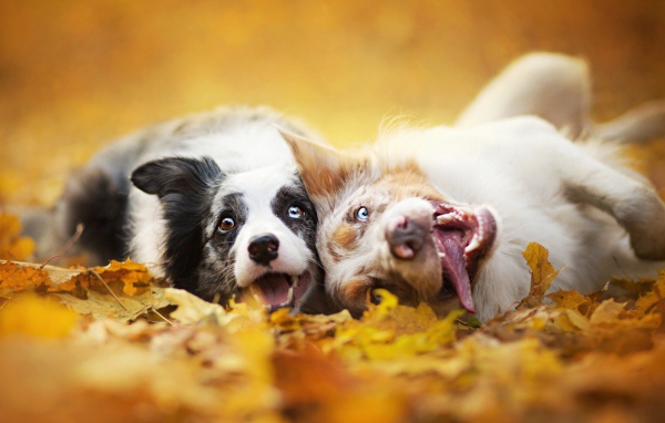 Собаки с безумными взглядами