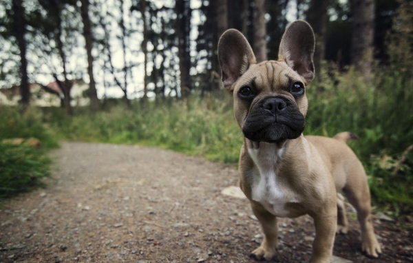 Ушастый маленький щенок на тропинке