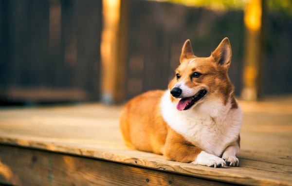 Верный веселый корги