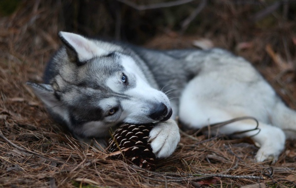 Собака хаски играет с шишкой