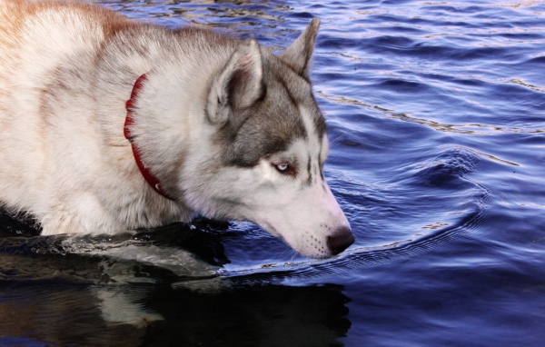 Собака хаски стоит в воде
