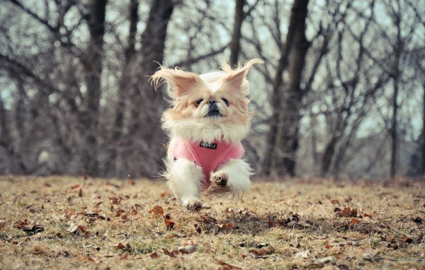 Маленькая собака бежит по опавшим листьям