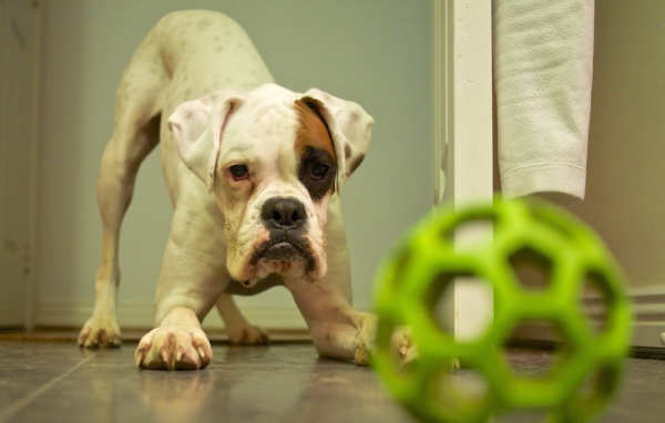 Щенок с зеленой игрушкой