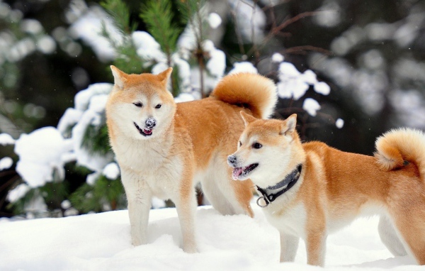 Рыжие лайки в снегу