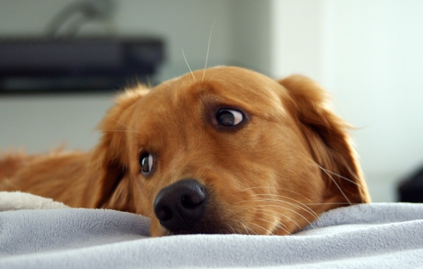 Рыжая собака смотрит через плечо в сторону