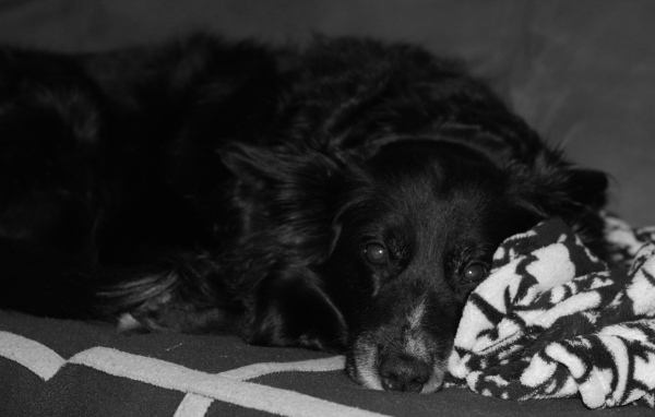 Грустный лохматый черный пес