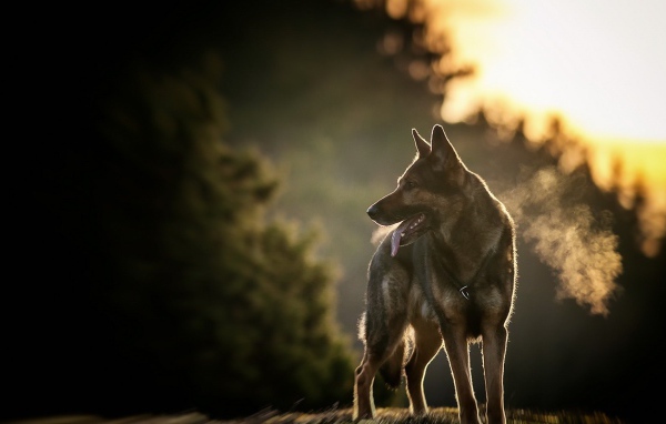 Овчарка на фоне заката