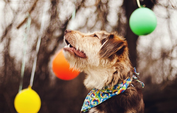 Собака смотрит на шары