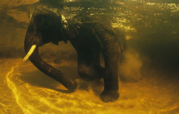 Слон под водой