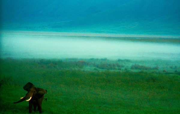 The elephant in the fog