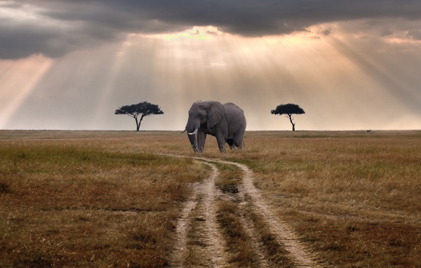 Слон стоит у грунтовой дороги