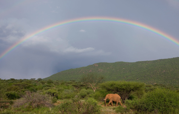 Слон под радугой