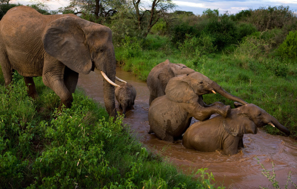 	   Family of elephants bathing