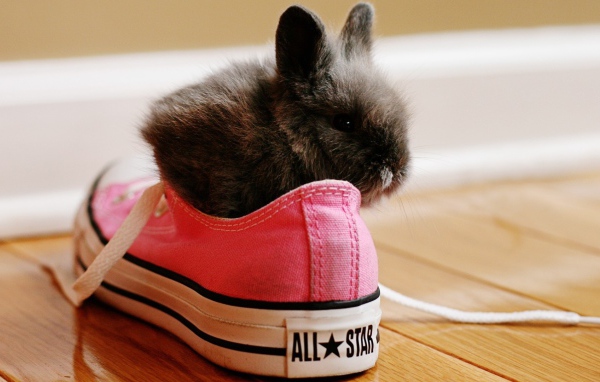 Кролик в розовых кедах