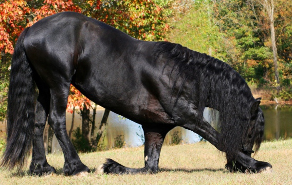 Прекрасный черный конь