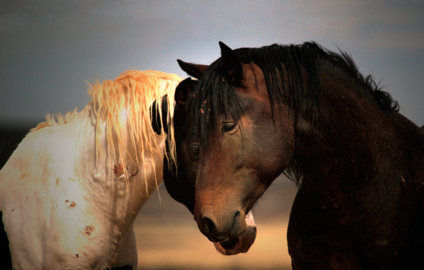 Черная и белая лошади