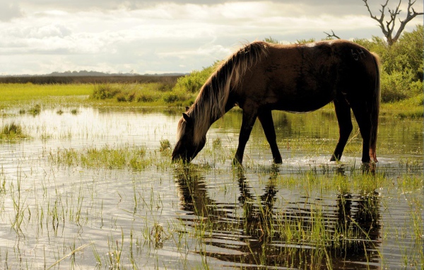 Лошадь пьет воду