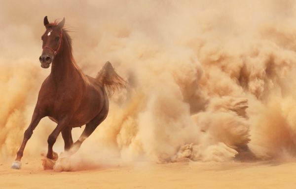 Конь выбегает из облака пыли