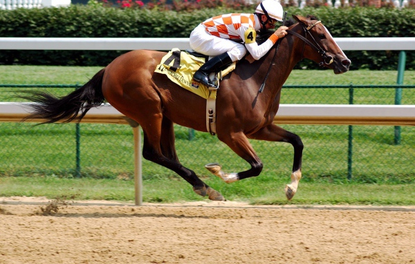 Всадник на ипподроме