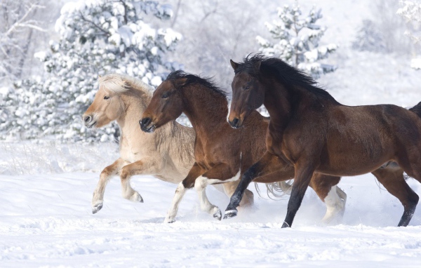 Тройка лошадей на снегу
