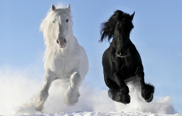 Белый и черный конь на снегу