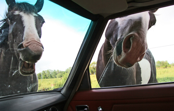 Лошади глядят в автомобиль