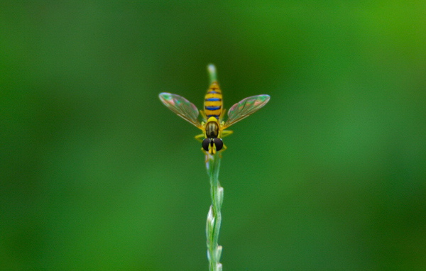 Муха на ветке