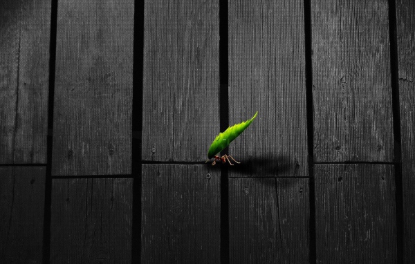 Муравей несет листик по деревянному полу