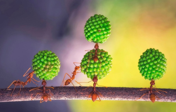 Муравьи за работой