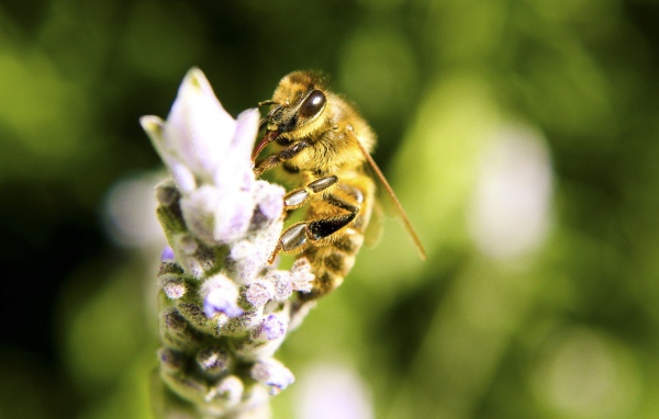 Пчела собирает нектар на цветке