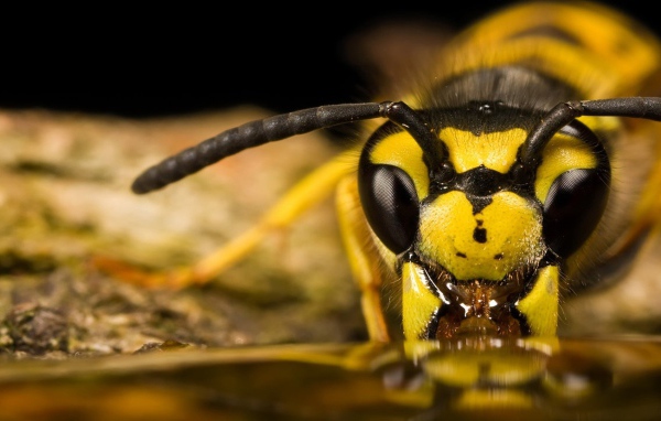 Пчела ест мед