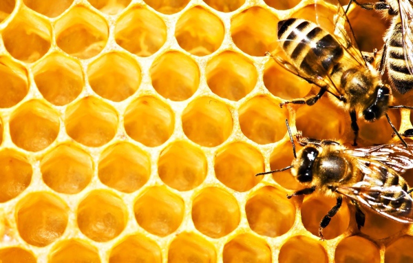 Пчелы на сотах
