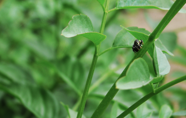 Жук ползет по зеленому стеблю