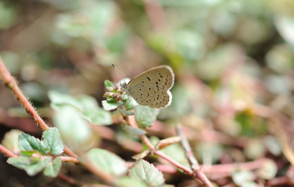 Бежевая бабочка села на цветок