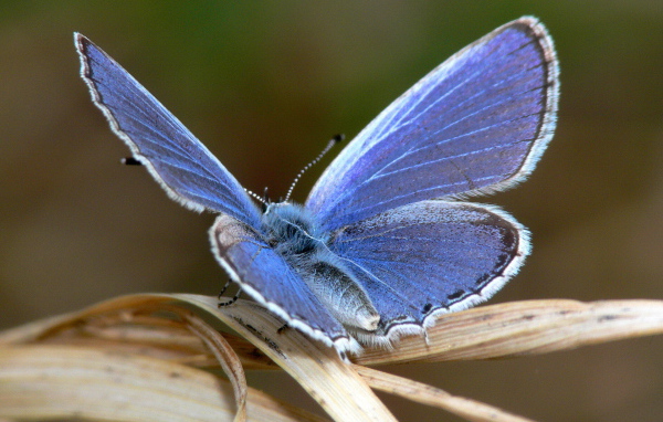 Blue fluffy butterfly