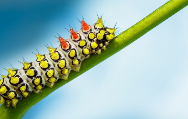 Яркая гусеница на зеленом стебле