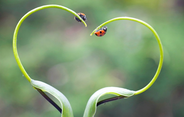 Жуки божьи коровки на ростках в форме сердца