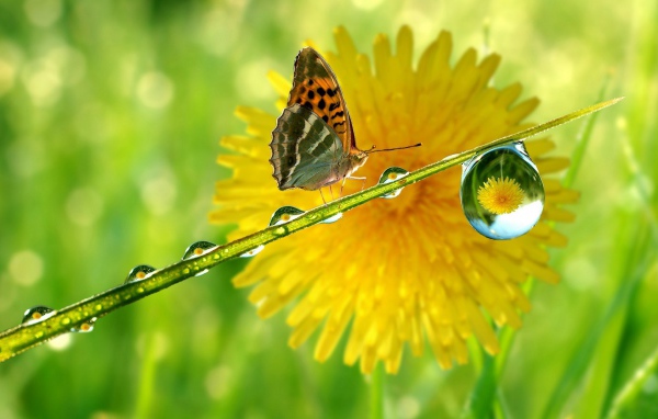 Butterfly on a wet blade of grass