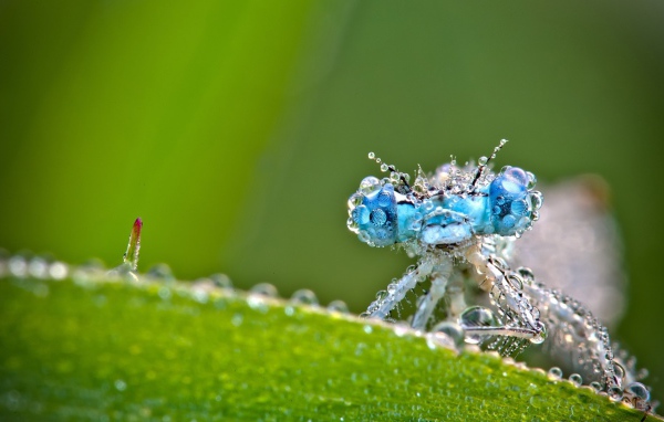 Стрекоза в каплях росы