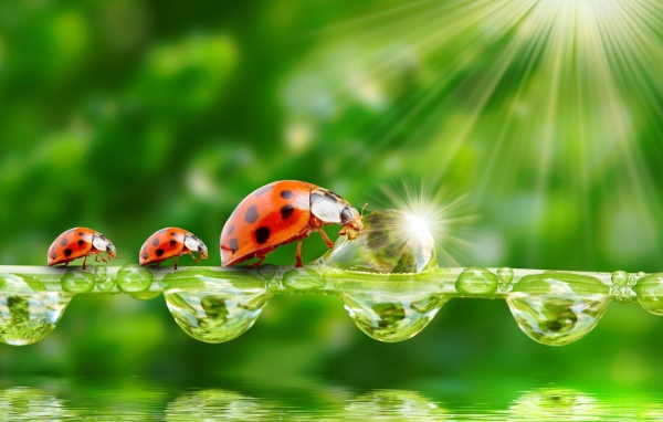 Семья божьих коровок наткнулась на препятствие