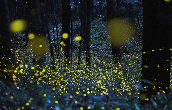 Светлячки среди деревьев