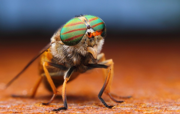 Фото мухи крупным планом