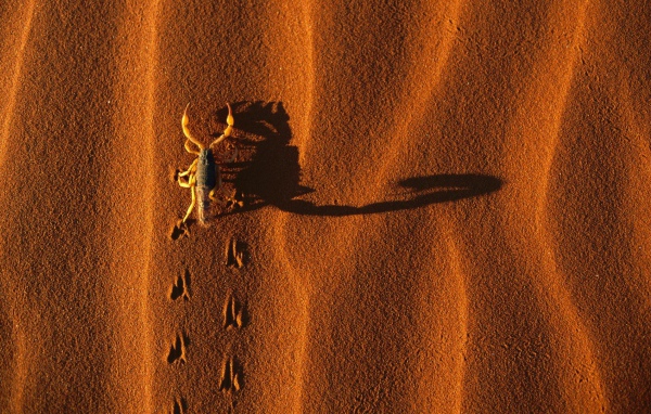 Следы жука на песке