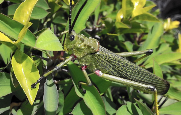 Кузнечик отлично замаскировался