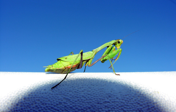 Зеленый богомол