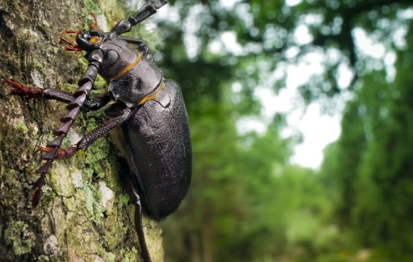 Огромный черный жук ползет по стволу дерева
