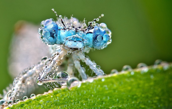 Насекомое покрыто каплями воды