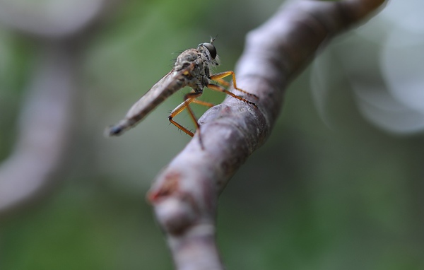Насекомое сидит на ветке